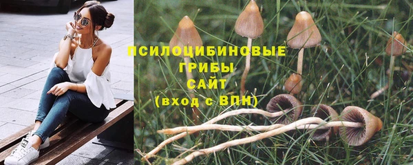 прущие грибы Надым